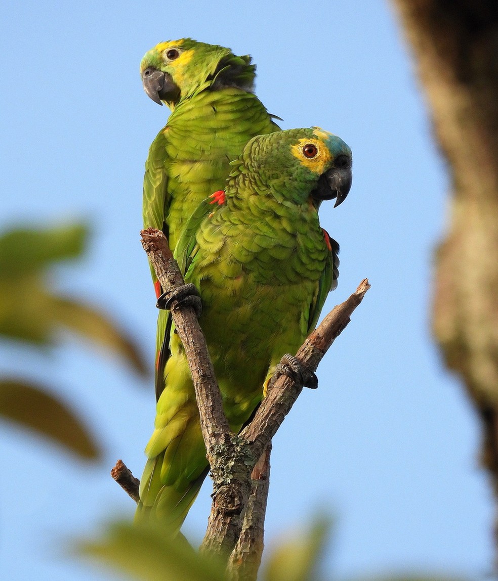 Acredita-se que a espécie tenha sofrido declínios severos no nordeste do Brasil, sobretudo no bioma Caatinga — Foto: Kennedy Borges/INaturalist