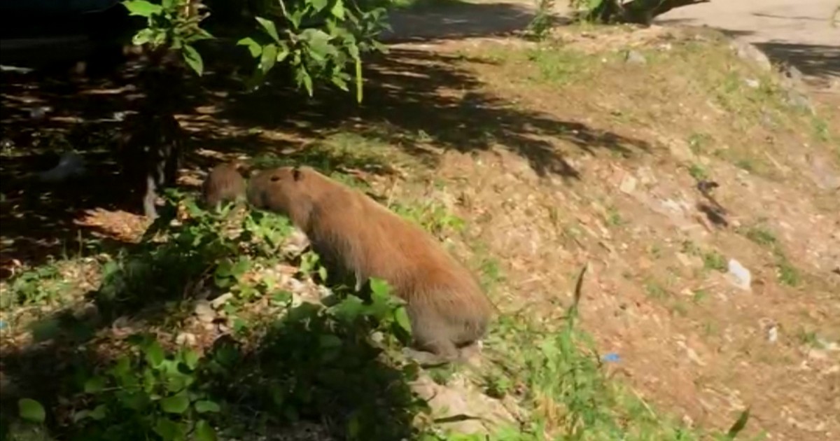 O Capibaribe deve estar feliz em rever as capivaras que deram