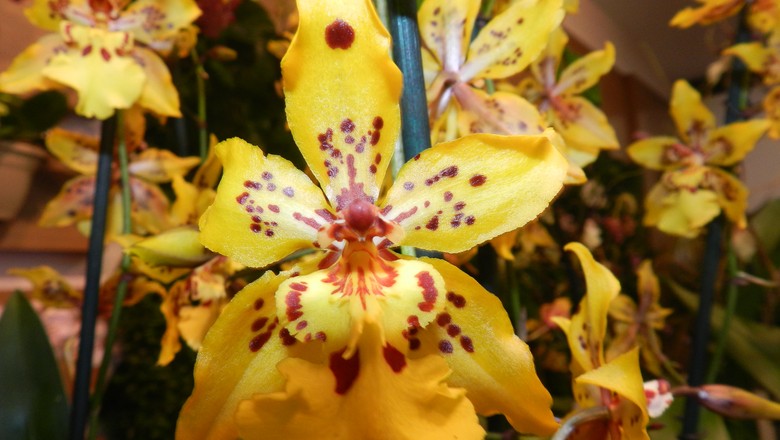 Orquídea (Foto: Expoflora)