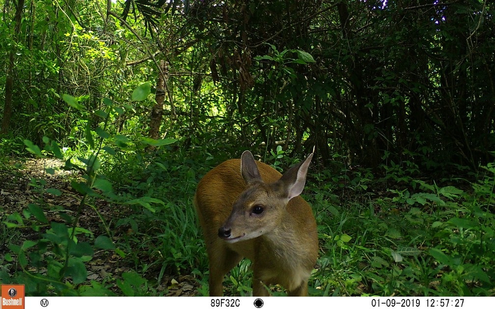 Veado observado em janeiro deste ano em Porto Jofre, localidade de PoconÃ© (MT) â Foto: Arquivo pessoal/Jaguar Ecological Reserve