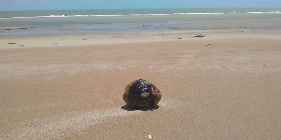 Óleo foi achado em coco que chegou à Praia de Atalaia, litoral do Piauí.  — Foto: Divulgação/Instituto Tartarugas do Delta