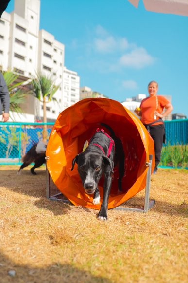 Passeios são importantes para o bem-estar dos cães (Foto: Divulgação / Trisul)