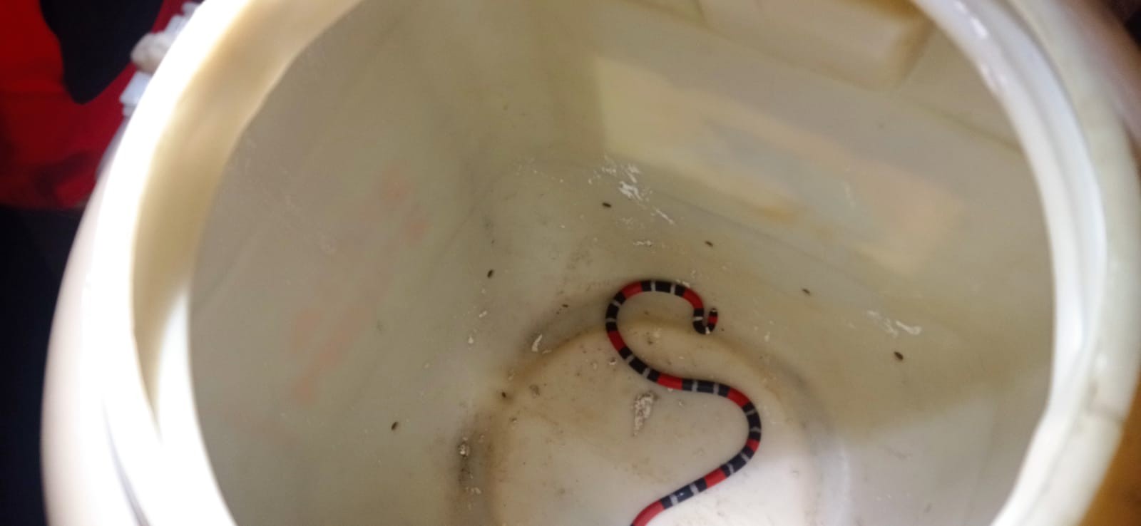 Serpente mais venenosa do Brasil é resgatada em quarto de residência na Grande Fortaleza 