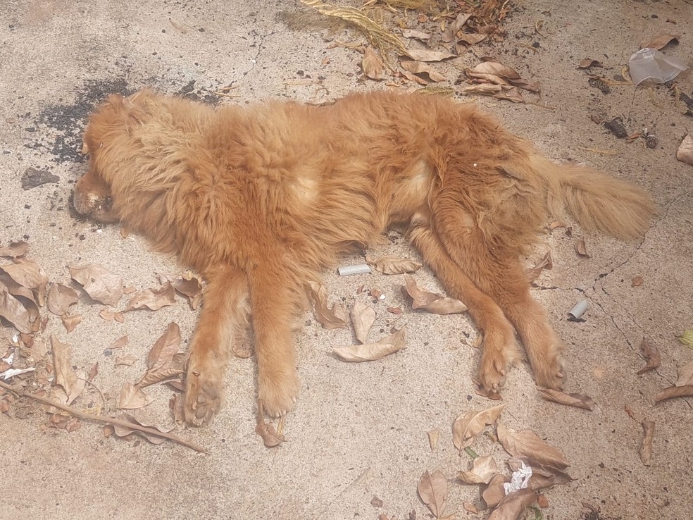 Cachorro estava morto e em estado de putrefação — Foto: Polícia Ambiental