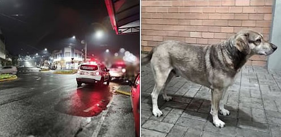 Cachorro comunitário auxiliou em ocorrência policial em SC — Foto: PMRv/Reprodução 
