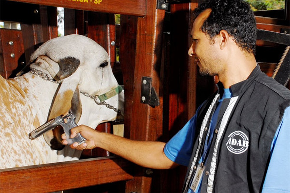 Segundo a Adab, 10 milhões de animais devem ser vacinados na Bahia (Foto: Adab/ Divulgação)