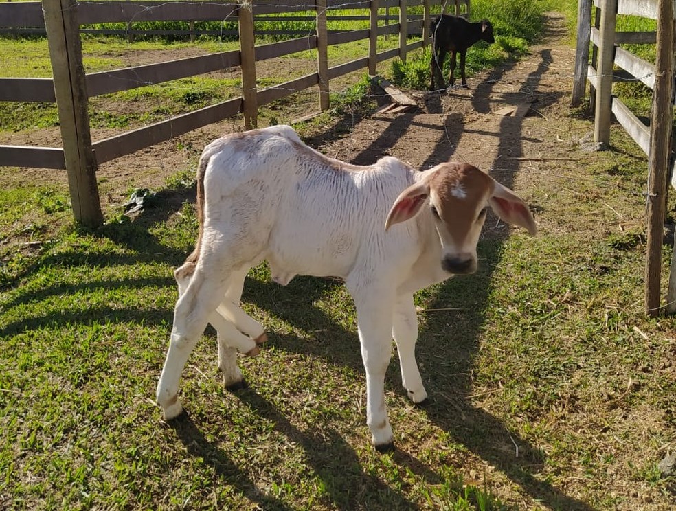 Bezerra tem seis patas articuladas; caso é raro no mundo — Foto: Divulgação/UNIFAA