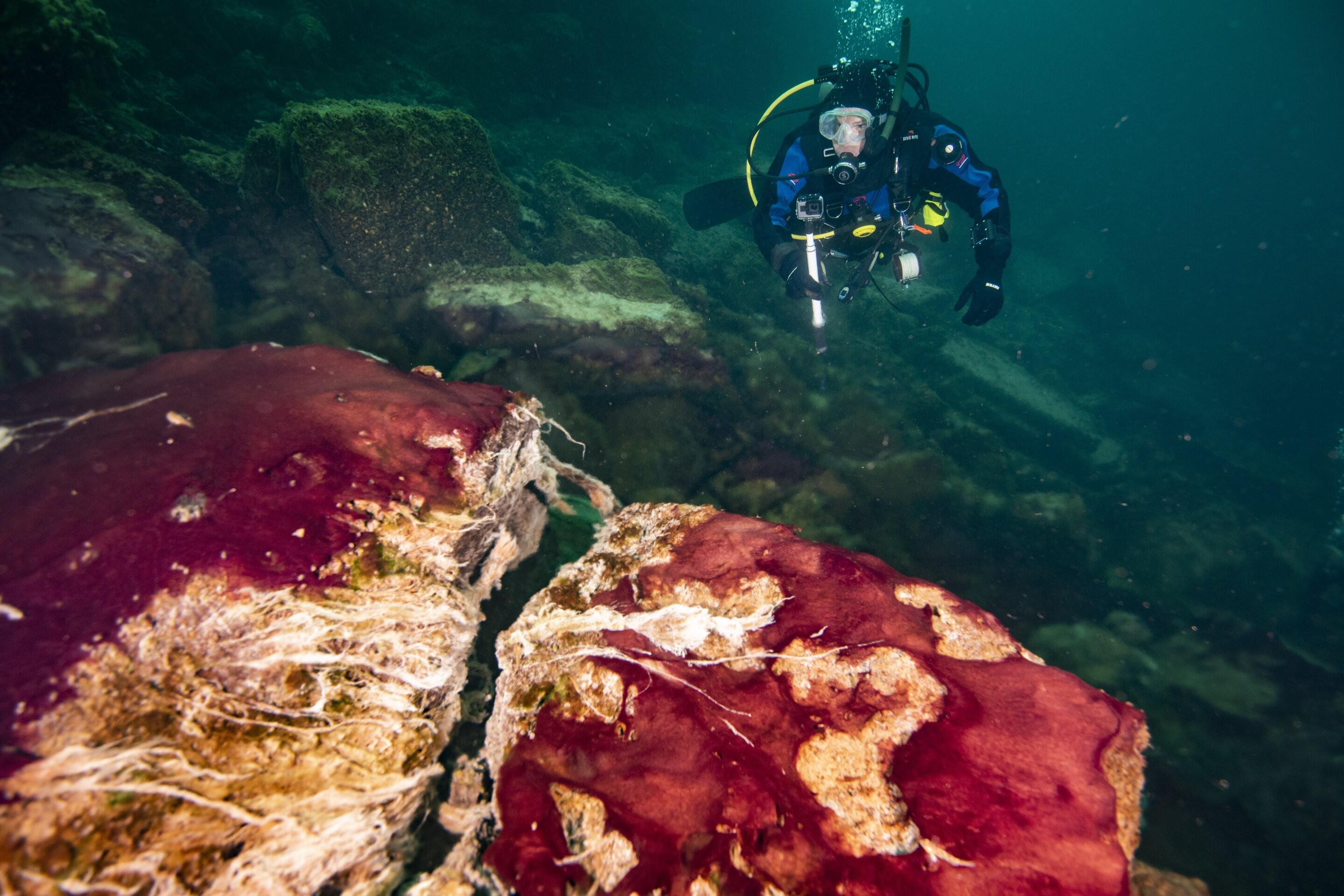 Acima, um mergulhador observa os micróbios roxos, brancos e verdes que cobrem as rochas no Poço da Ilha do Meio do Lago Huron (Foto: Phil Hartmeyer, NOAA Thunder Bay National Marine Sanctuary)