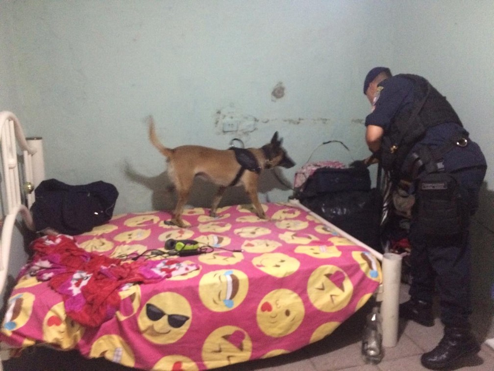 Operação do Denarc cumpriu 7 mandados de busca e apreensão e 12 de prisão de traficantes em pensões da região da Cracolândia, no Centro de SP — Foto: Abraão Cruz/TV Globo