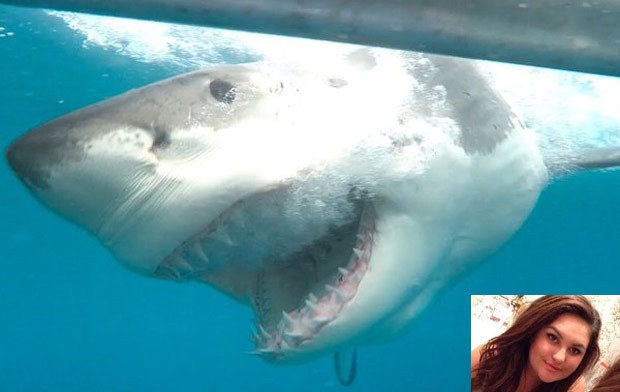 Hollie Finnegan fez foto incrível de grande tubarão branco na Austrália  (Foto: Reprodução/Twitter/Hollie Finnegan)