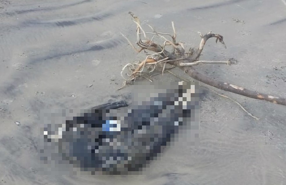 Ossos foram encontrados em praia de Iguape (SP)  â?? Foto: G1 Santos