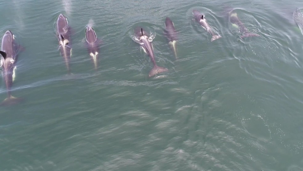 Orcas foram vistas na orla da Barra da Tijuca, no Rio â€” Foto: DivulgaÃ§Ã£o/ Maqua-Uerj