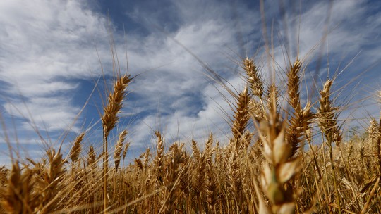 Preço do trigo cai, com expectativa de safra recorde