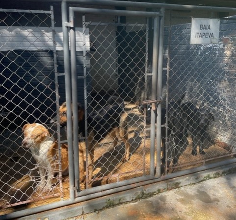 Trinta cães foram resgatados com sinais de maus-tratos de canil de Itapeva (SP) — Foto: MPSP/Divulgação