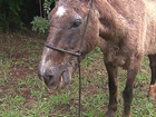 Parceria entre ongs e estudantes da UEPG vai ajudar a recuperar cavalos