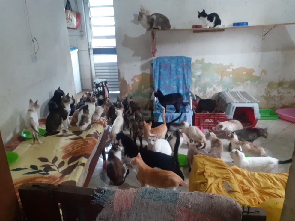 Animais vivem em sobrado comprado por padeiro em Guarujá, SP — Foto: Arquivo pessoal