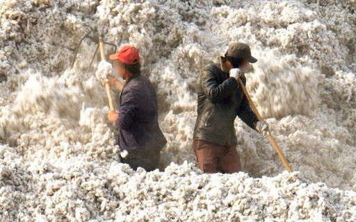 Algodão 'manchado' da China: novas evidências de trabalho ...