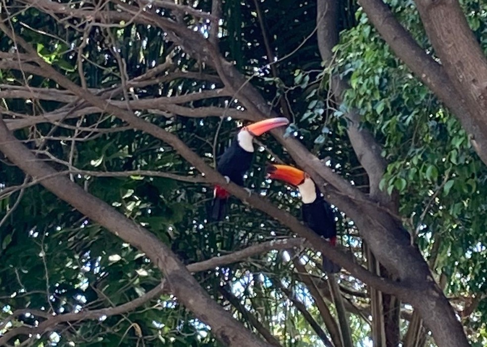 Casal de tucanos encanta em São Carlos — Foto: Letícia Bianco/Arquivo Pessoal