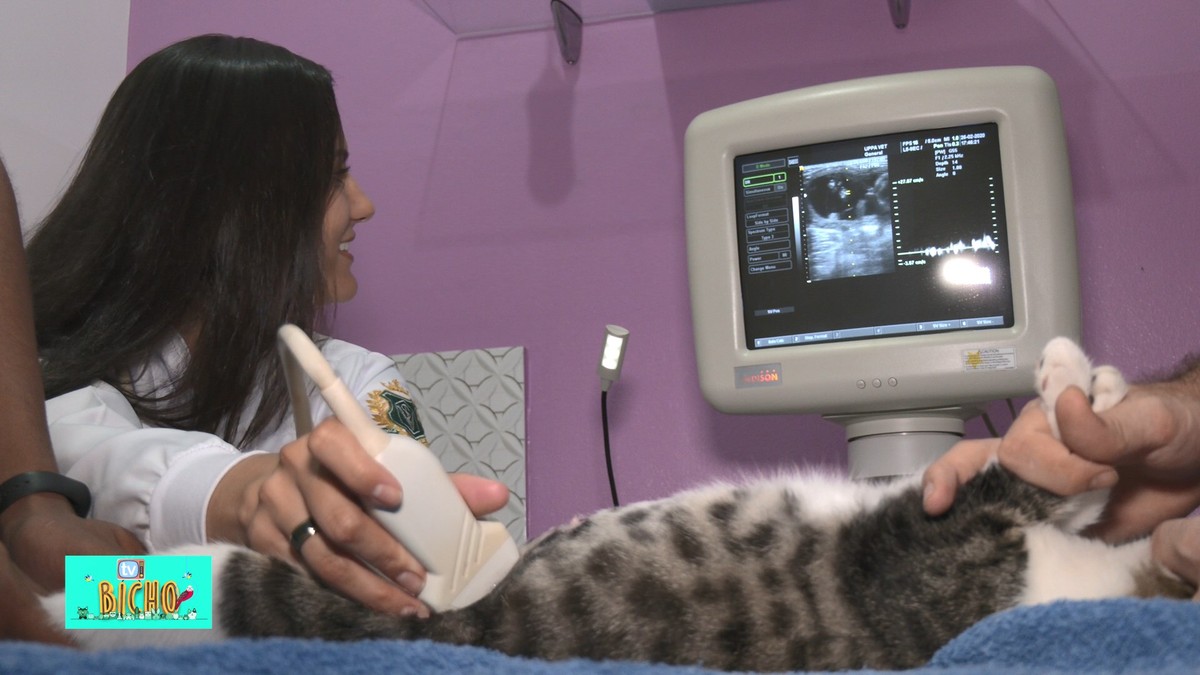 Veterinárias em Divinópolis explicam sobre gestação