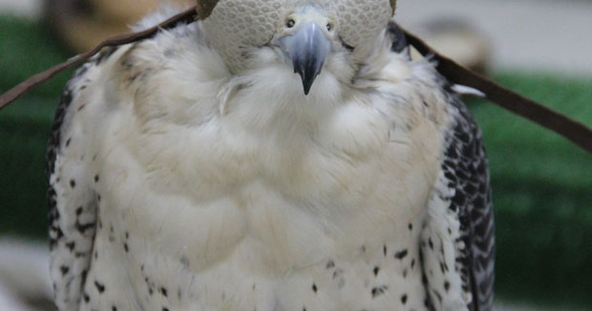 A maldição dos olhos de falcão