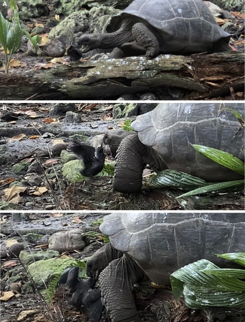 Tartaruga gigante esmaga e come filhote de andorinha; pesquisa diz que vídeo é a 1ª prova do hábito de caça thumbnail