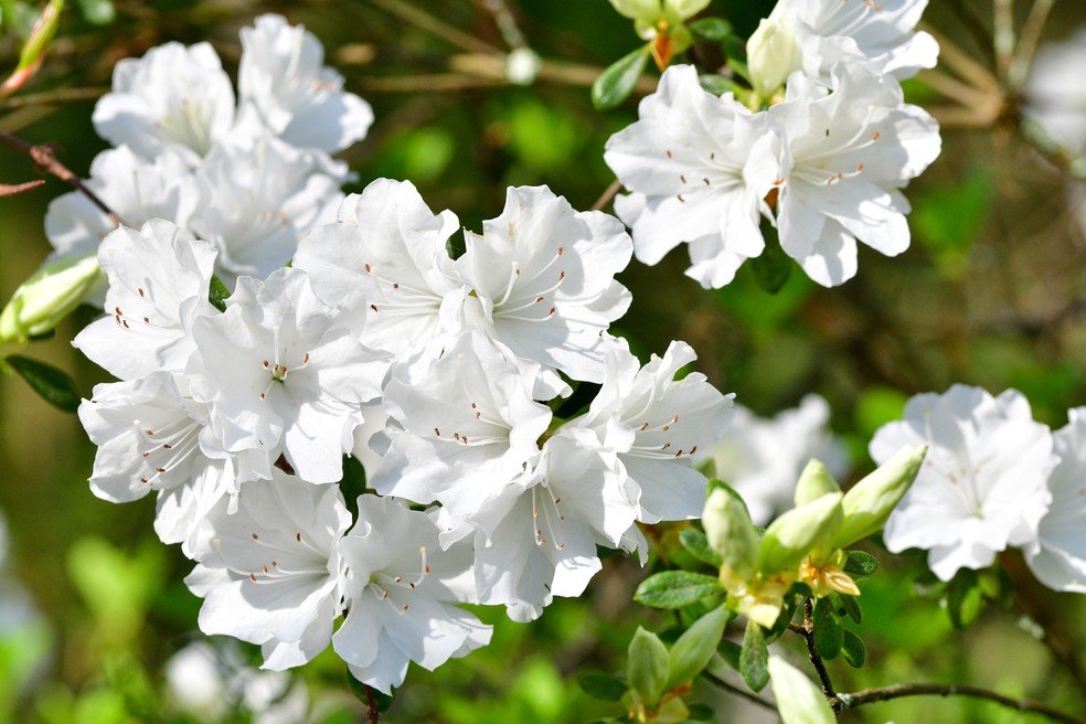 Flores brancas: 7 espécies lindas para cultivar em casa | Smart | Casa Vogue