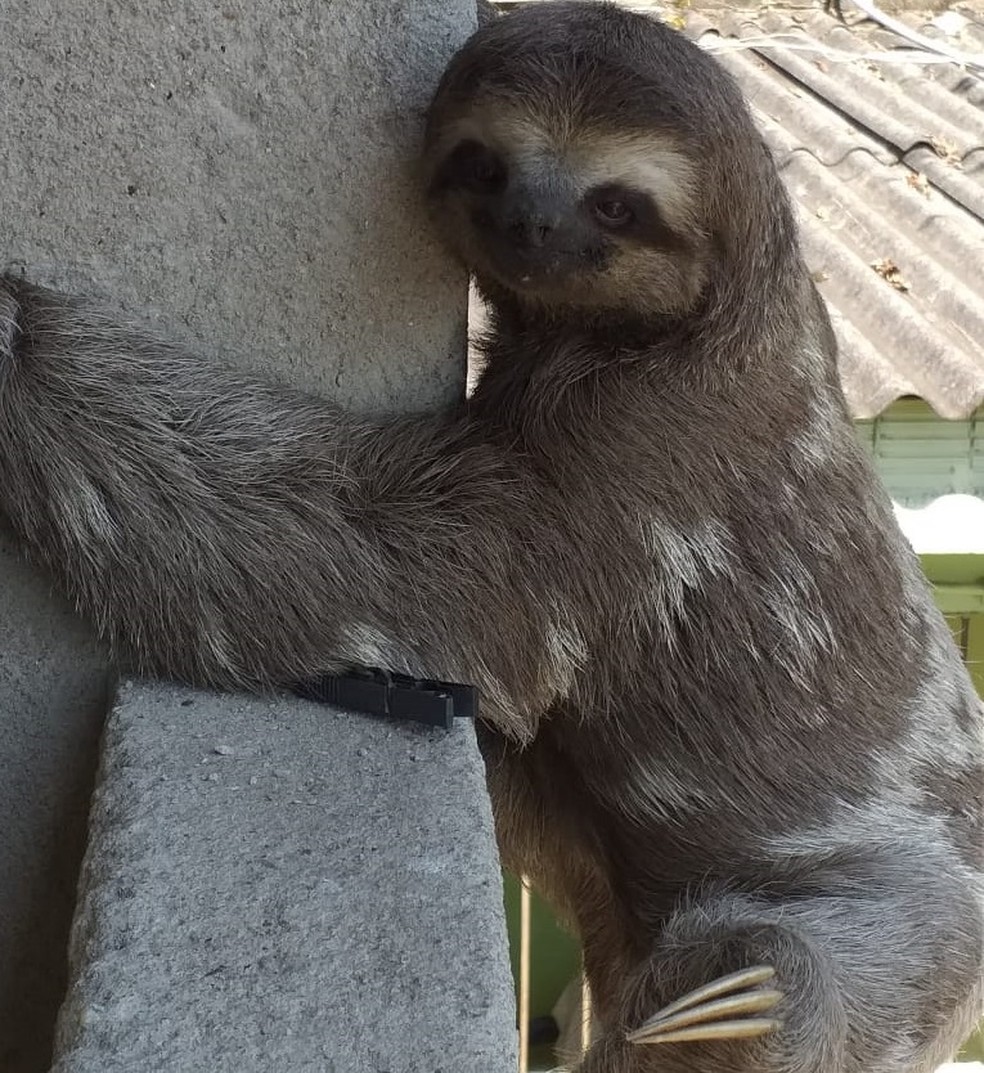 Bicho Preguica Surpreende Moradora Ao Aparecer Em Janela De Casa Em Volta Redonda Sul Do Rio E Costa Verde G1
