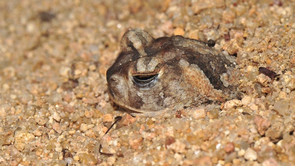 Na seca, para se defender da desidratação, os animais se enterram ou procuram micro-habitats com umidade e temperatura mais fria — Foto: Carlos Jared/BBC