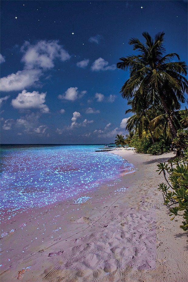 Bio luminescence. Illumination of plankton at Maldives. Many bright particles at the beach. (Foto: Getty Images/iStockphoto)