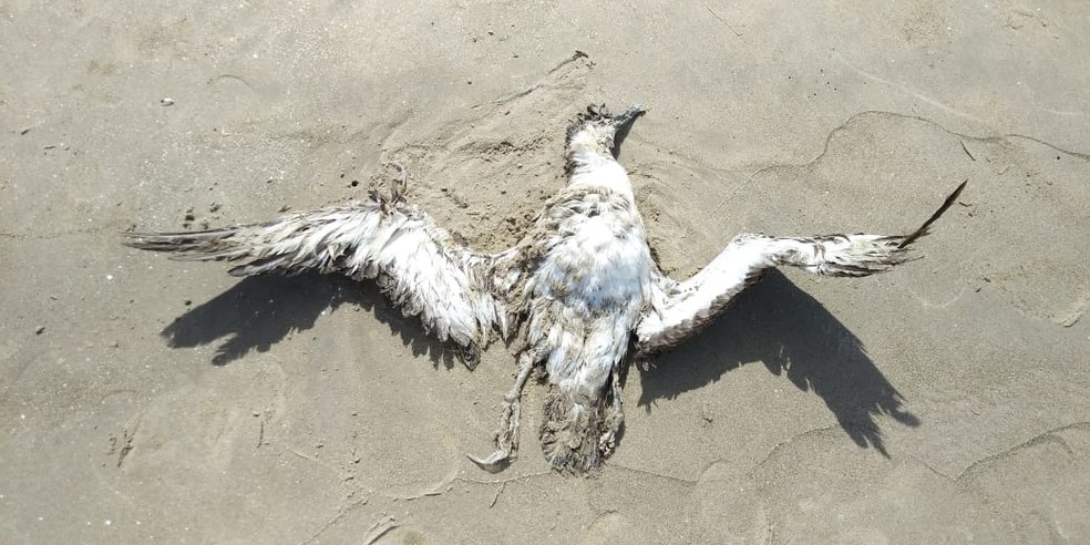 Ave marinha é encontrada morta em praia de Ilhéus, no sul da Bahia — Foto: Projeto (A)mar/Divulgação