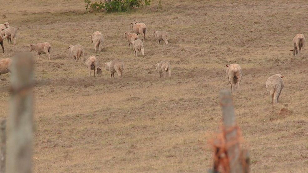 Propriedade afetada pela estiagem em Herval, no Sul do RS — Foto: Reprodução/RBS TV