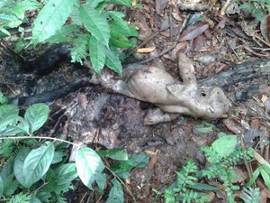 Suspeita de que macaco tenha morrido de febre amarela silvestre gerou alerta em Rurópolis, sudoeste do Pará (Foto: Divulgação / Prefeitura de Rurópolis)