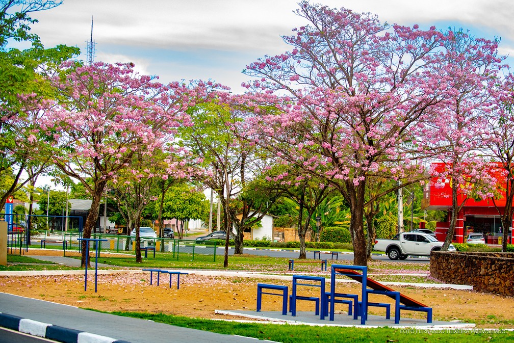 Ipês florescem e cor rosa toma conta das ruas em Boa Vista; FOTOS | Roraima  | G1