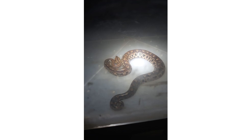 Filhote de cobra é encontrado em uma creche em Samamabaia, no Distrito Federal  — Foto: Polícia Milita/ Divulgação 