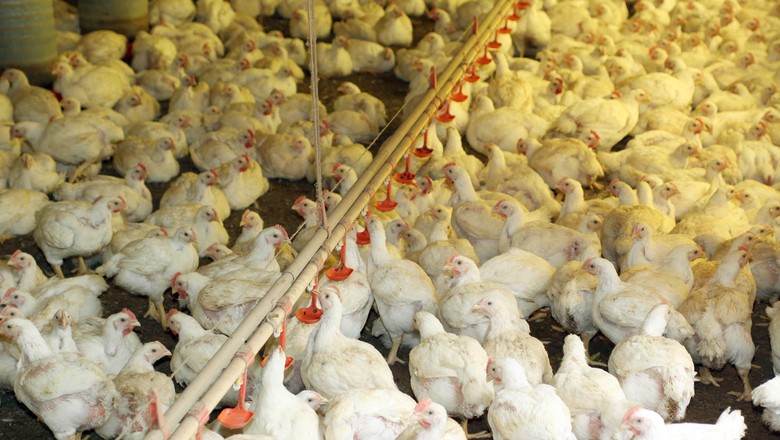 O faturamento do setor agropecuário paranaense deve crescer cerca de 3% em 2015, chegando a próximo de R$ 73 bilhões. A produção de carne de frango para exportação está entre os destaques do setor (Foto: Jonas Oliveira/ANPr)