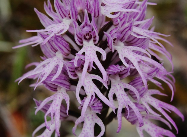 Orchis Italica (Foto: Reprodução/OrchidsPlus)