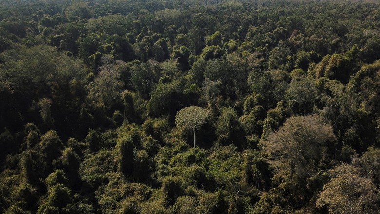 Vista aérea de área da fronteira do Cerrado com a Floresta Amazônica (Foto: REUTERS/Amanda Perobelli)