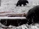 Ursos se divertem na neve em parque nos Estados Unidos