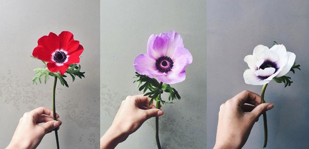 Anêmona: conheça a flor colorida e delicada de origem grega (Foto: Flo Atelier Botânico)
