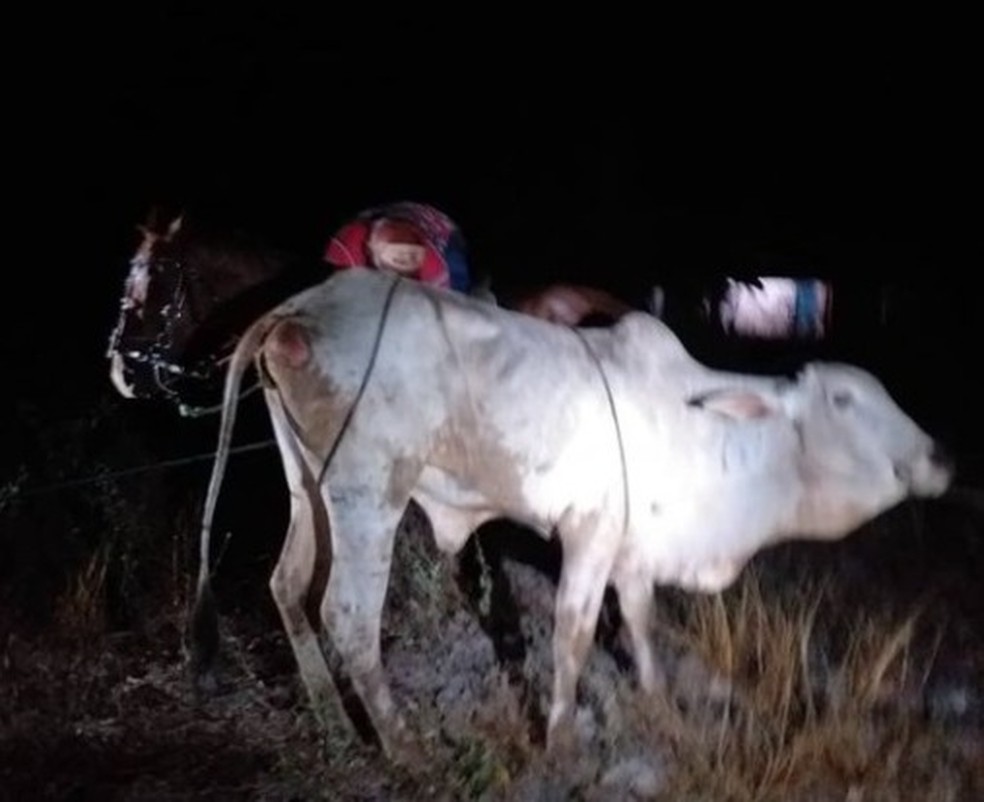 Vaca sofreu ferimentos após cair em cacimba profunda no Ceará. — Foto: Corpo de Bombeiros/Divulgação