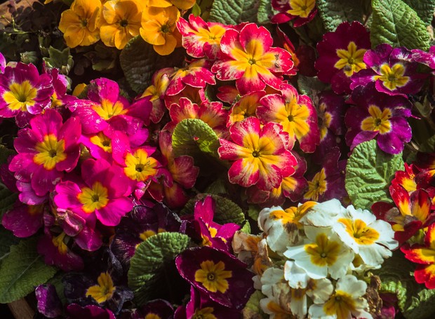 As prímulas são flores vibrantes excelentes para adquirir em julho (Foto:  TIVASEE / Pexels / Creative Commons)