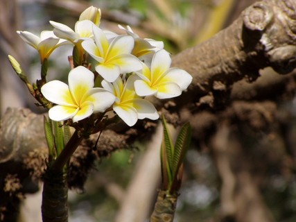 A Jasmim-manga floresce da primavera até o verão
