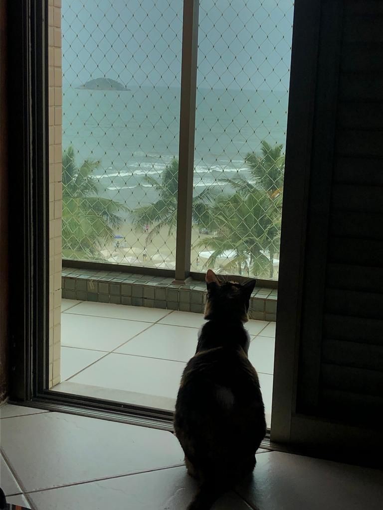 A gata Nina costuma ir à praia pelo menos uma vez por ano (Foto: Cid Tomanik/Acervo pessoal)