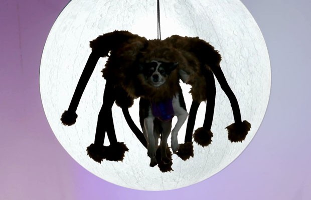 Cachorro que, vestido de aranha mutante gigante, protagonizou o vídeo mais visto do YouTube de 2014, em cena de homenagem da plataforma do Google aos memes do ano. (Foto: Reprodução/YouTube.com)