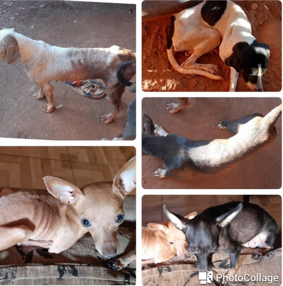 Cachorros e aves infestados de carrapatos, doentes e desnutridos foram resgatados de casa em Araputanga — Foto: Tribunal de Justiça de Mato Grosso/Assessoria