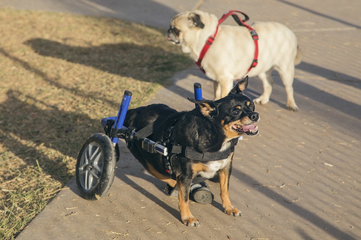 Um cão cadeirante deve manter uma alimentação regulada para que o sobrepeso não atrapalhe na hora da locomoção (Foto: Flickr / cobalt123 / CreativeCommons)