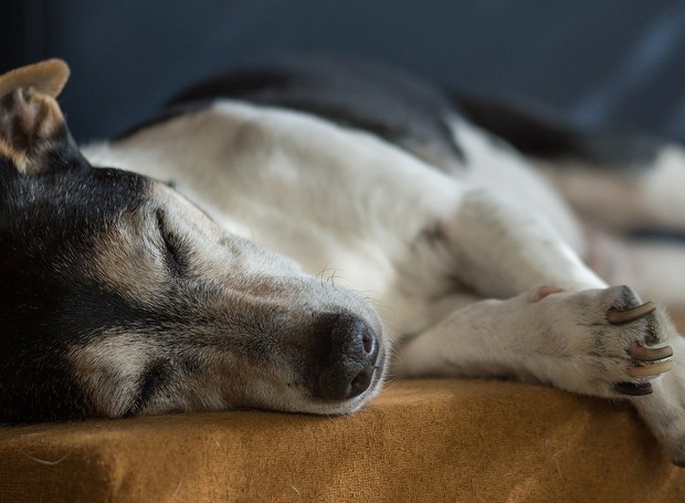 Bater palmas quando o cachorro estiver dormindo e observar a reação dele é uma das formas de saber se o animal está perdendo a audição (Foto: Pixabay / 5500589  / CreativeCommons)