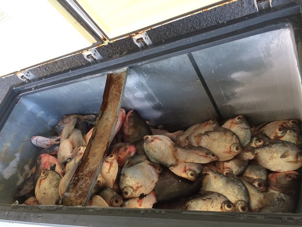 Pescado ilegal foi apreendido pelo Batalhão Ambiental (Foto: Divulgação/Batalhão Ambiental)
