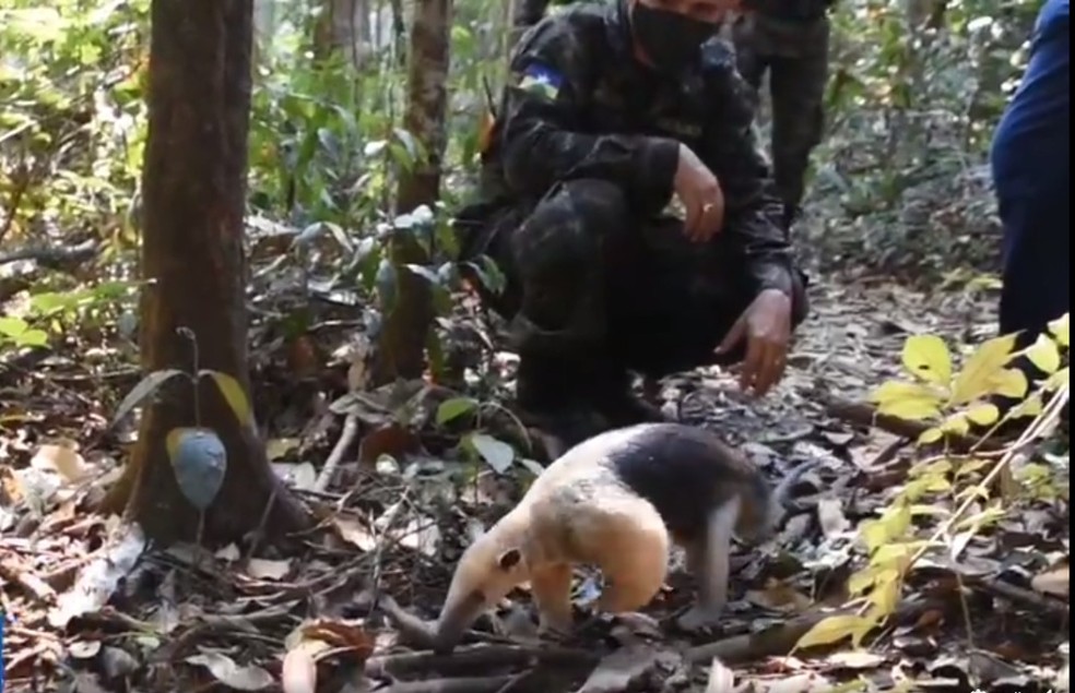 Tamanduá 'linguaruda' é solta na natureza em Rondônia — Foto: Reprodução/Sesdec