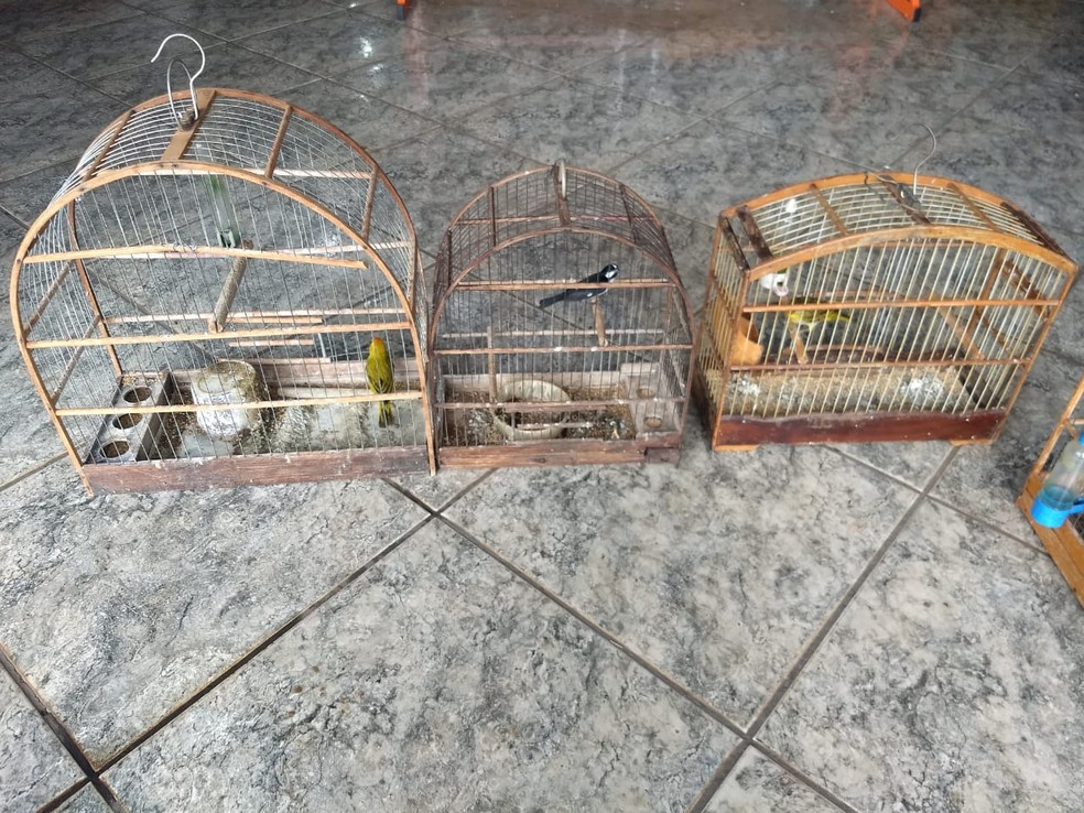 Polícia flagrou aves ao vistoriar imóvel após denúncias em MS — Foto: PMA/Divulgação